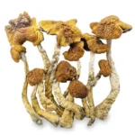 Magic Mushrooms - Mexicana