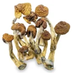 Magic Mushrooms – B+