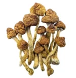 Magic Mushrooms – Brazilian