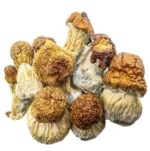 Magic Mushrooms – Code Blue