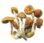 Magic Mushrooms – Daddy Long Legs