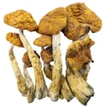 Magic Mushrooms – Golden Teachers