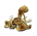 Magic Mushrooms – Hawaiian