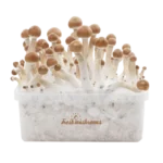 B+ XP Growkit kaufen | FreshMushrooms Zauberpilze Zuchtset mit Anleitung