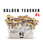 Magic Mushroom Golden Teacher GrowKit by Mondo® - High Trip