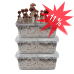 Magic Mushroom Grow Kit kaufen – 5er Sparpaket | FreshMushrooms