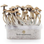 Magic mushroom grow kit Golden Teacher XP by FreshMushrooms® - High Trip