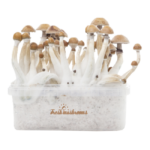 Mexican XP Growkit kaufen | Zauberpilze selbst züchten mit FreshMushrooms®