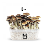 Mondo® Growkit B+ kaufen | Magic Mushroom Zuchtset für hohe Erträge