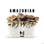 PES Amazon Magic Mushroom Grow Kit XL kaufen | Mondo® Zuchtset mit hoher Wirkung