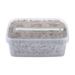 Short Dated Magic Mushroom Grow Kit kaufen | Growkit mit kurzem Haltbarkeitsdatum reduziert